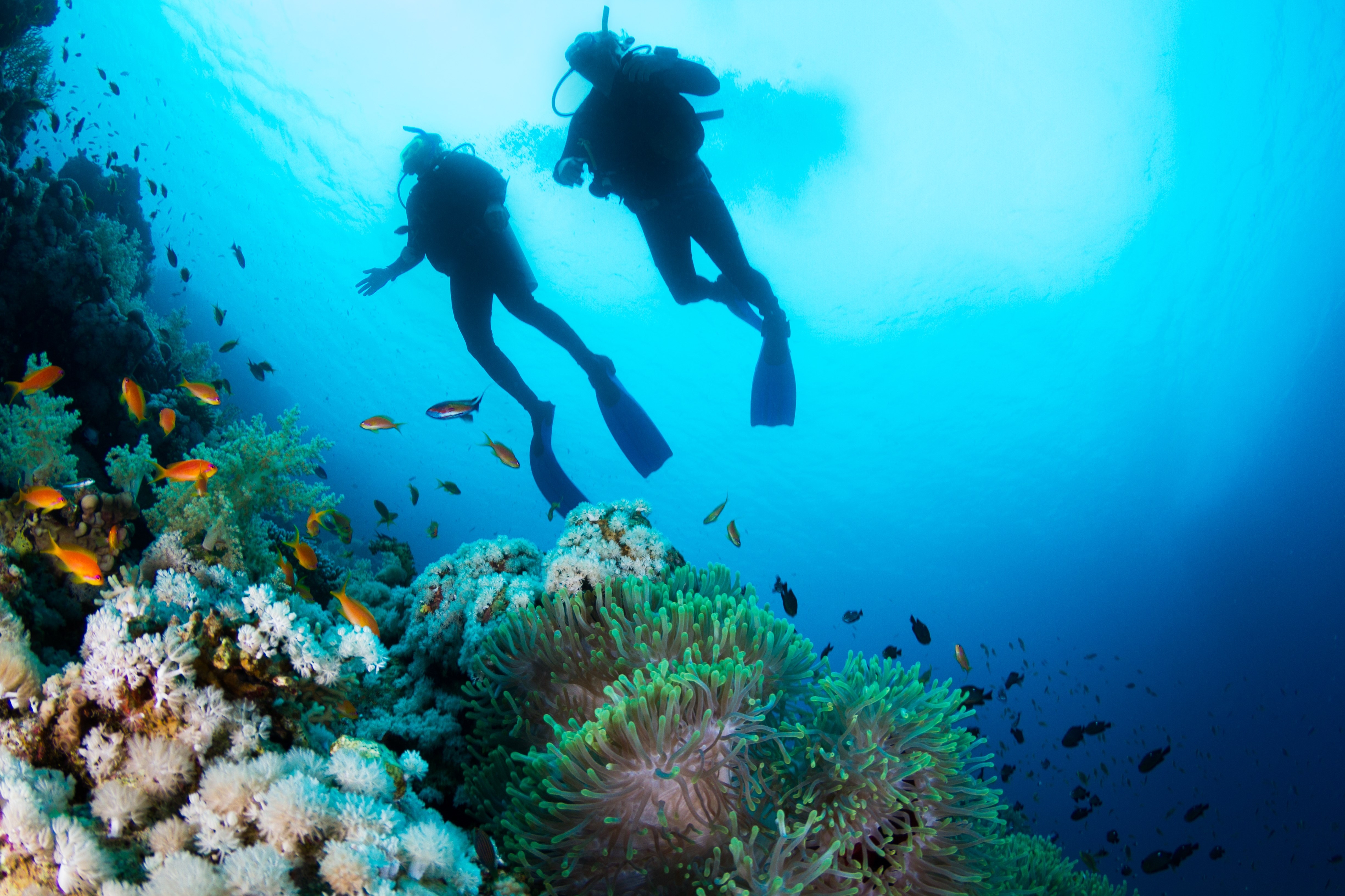 Divers under the sea