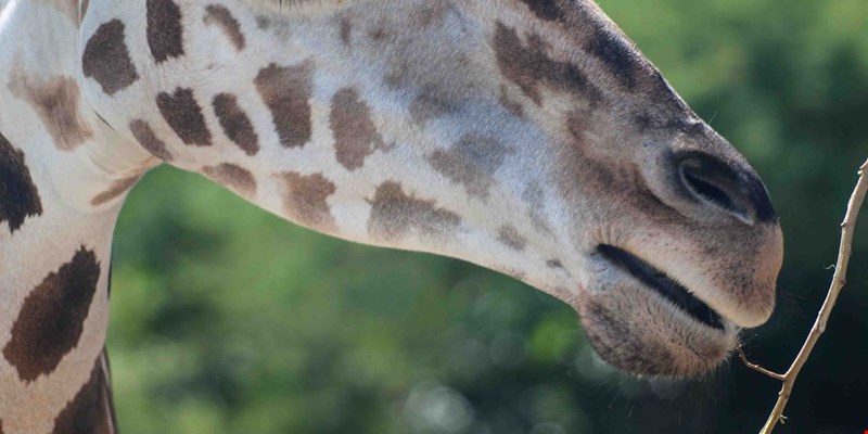 A young girl in black sunglasses, a striped top and white jeans with a backpack looks at American flamingos by the pond. Large birds in the zoo.
