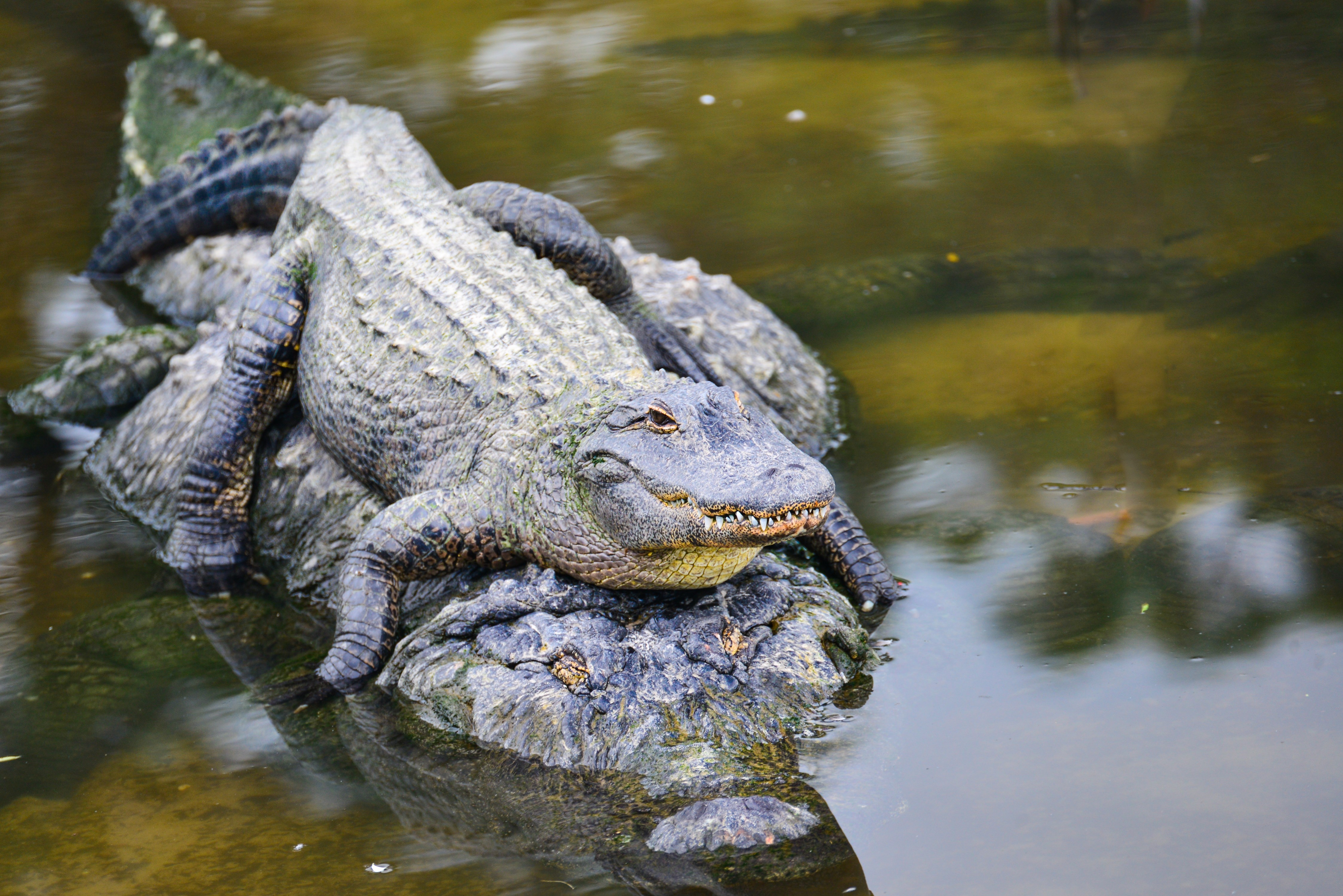 Alligator family - Mother alligator carries her child alligator safely in river water, everglades, florida
